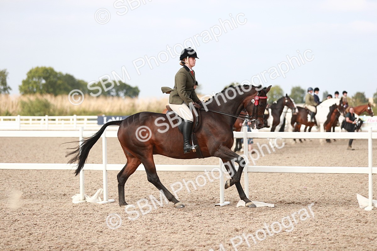 SBM_17506 - Class 215 Ridden Hack/ Riding Horse