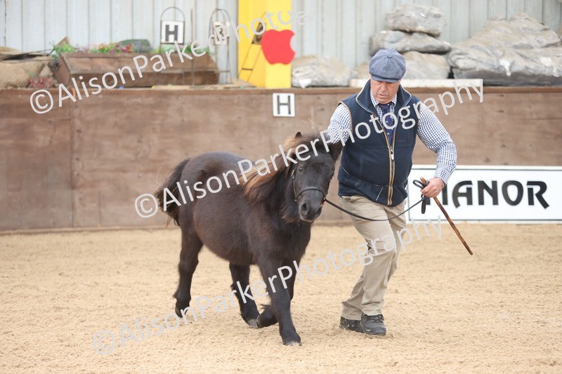 20251109-0016 - Class 2 - Yearling, Colt, filly or gelding