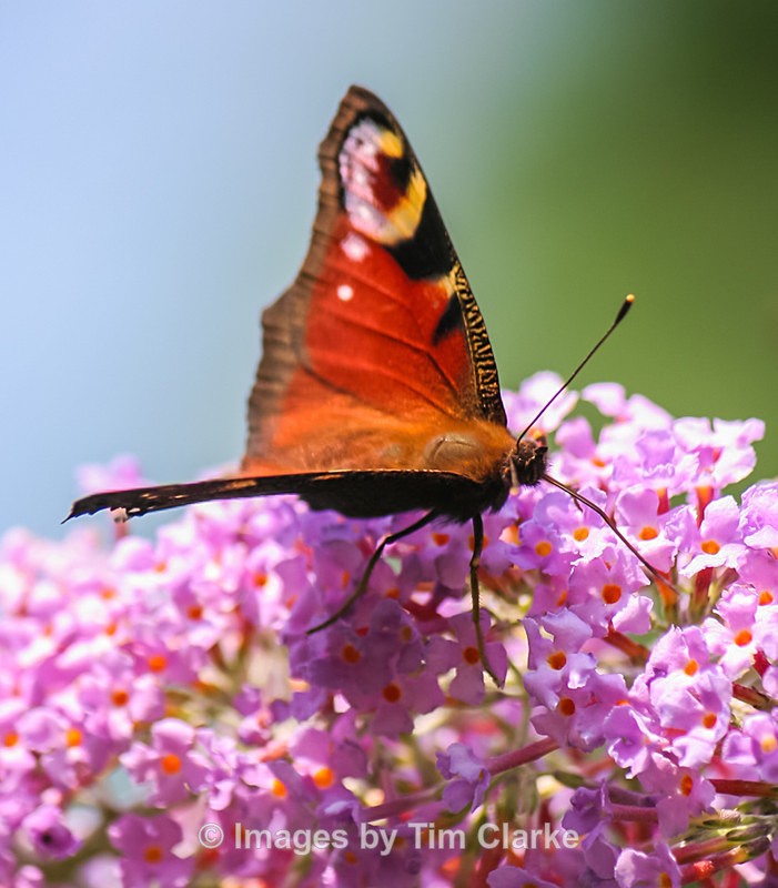 Red Admiral 2 - Wildlife