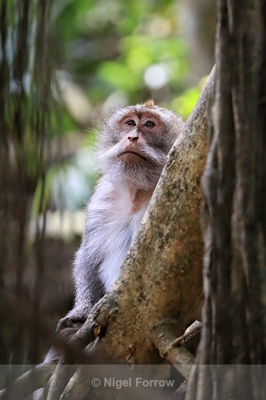 Macaque at Ubud Monkey Forest, Bali - Monkey
