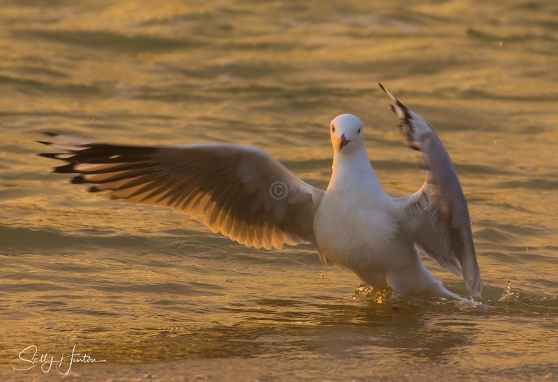 Gull Golden Dance 3