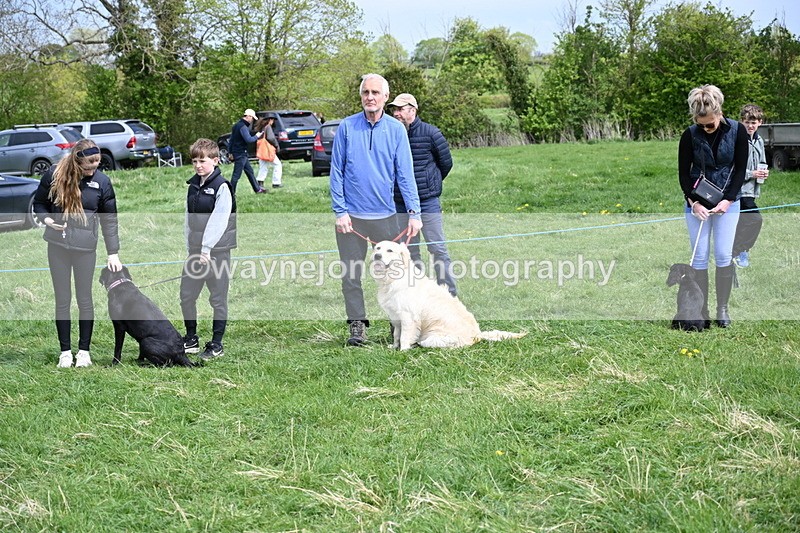 WJ6_8708 - Class 8 Best Working / Gun Dog or Bitch