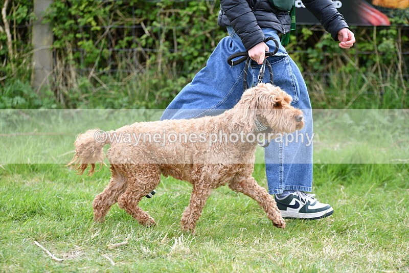 WJ5_9168 - Class 1 Best Cross Breed / Heniz 57