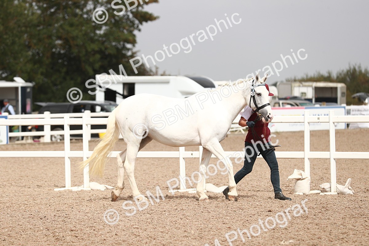 SBM_13148 - Class 208 IH Veteran Horse