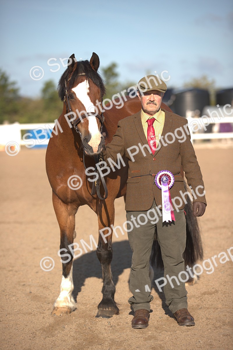 SBM_08390 - Class 401 - IH Veteran Horse