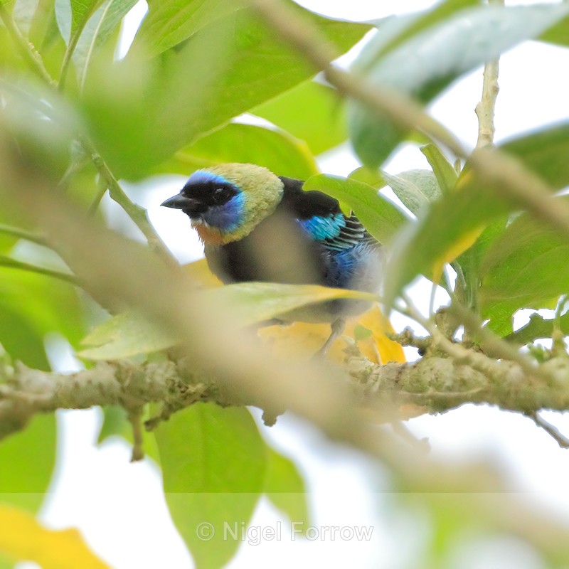Golden-hooded Tanager, Costa Rica - Golden-hooded Tanager