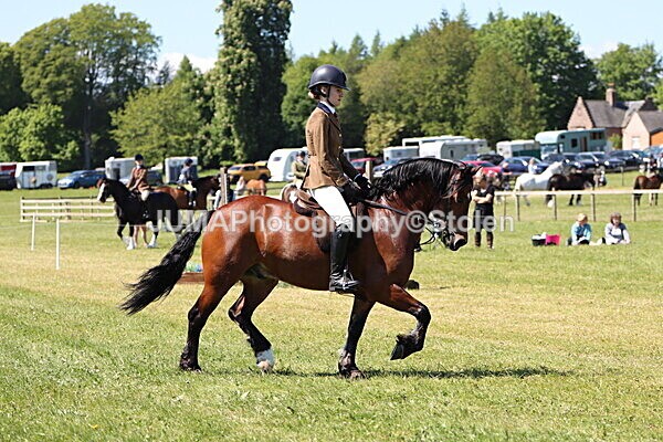 IMG_3898 - Working Hunter
