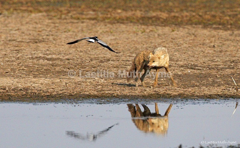 _84Y0958 Amboseli - Various Artists