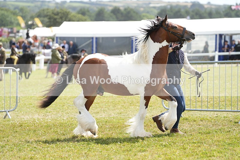 DSC07212 - Coloured Horse In Hand Championship