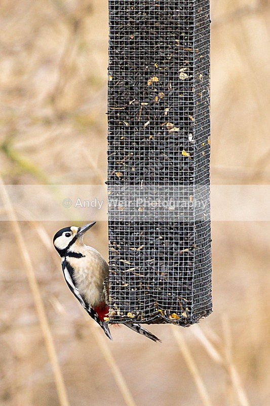 20130328-_MG_2424 - Woodpecker