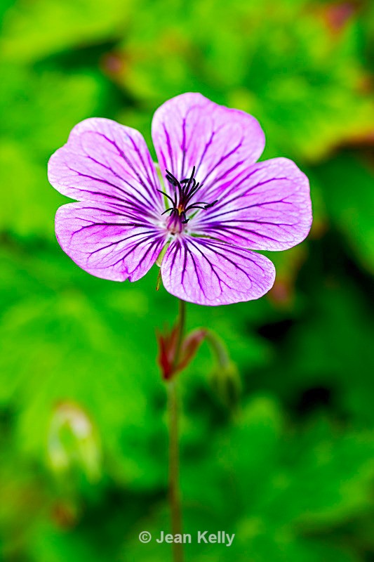 Geranium - DSC_9132 - Purple