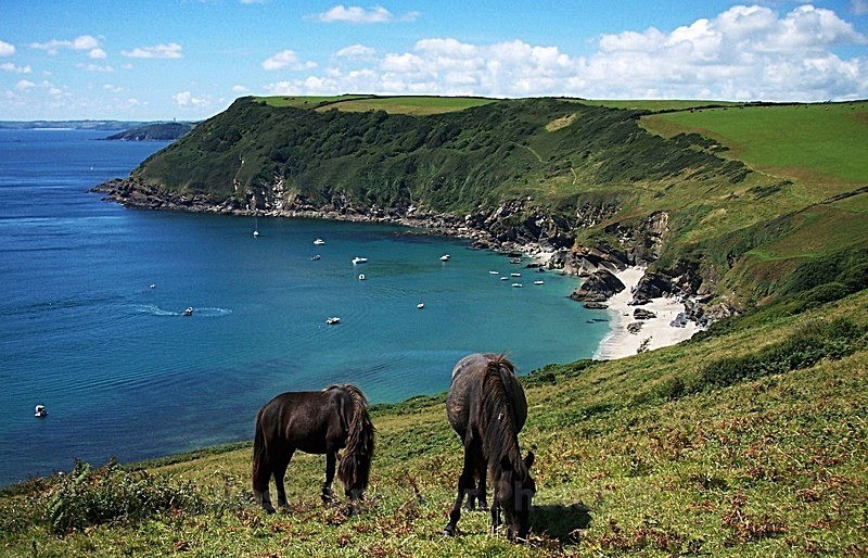 Horses on the coast path at Lantic Bay - Greetings Cards - Cornwall  and Devon Misc