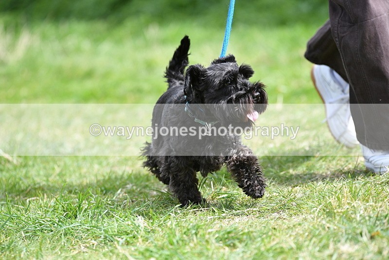 WJ5_0415 - Class 7 Best Terrier