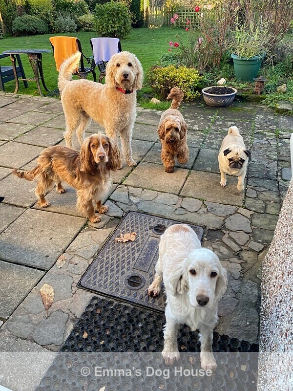  - Dogs