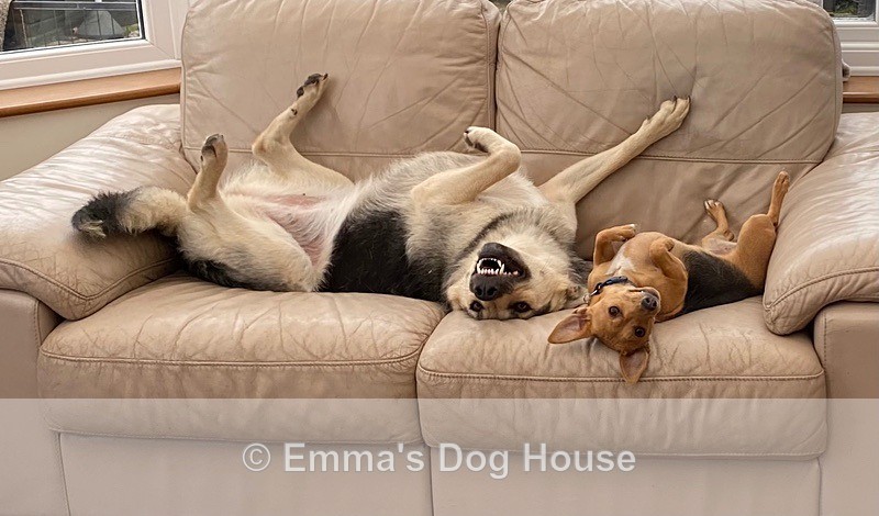  - Dogs