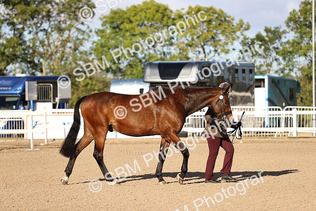 SBM_08291 - Class 401 - IH Veteran Horse