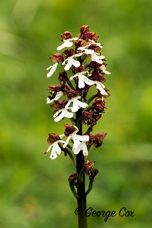 Lady Orchid - Orchids