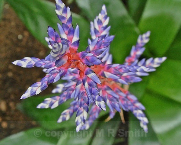 TBC - MACRO & CLOSE UPS