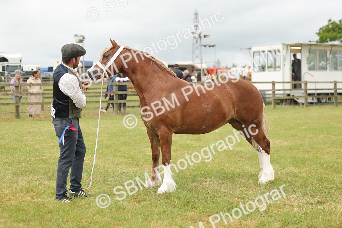 SBM_04987 - Class 50-57 - M&M Welsh Pony In Hand