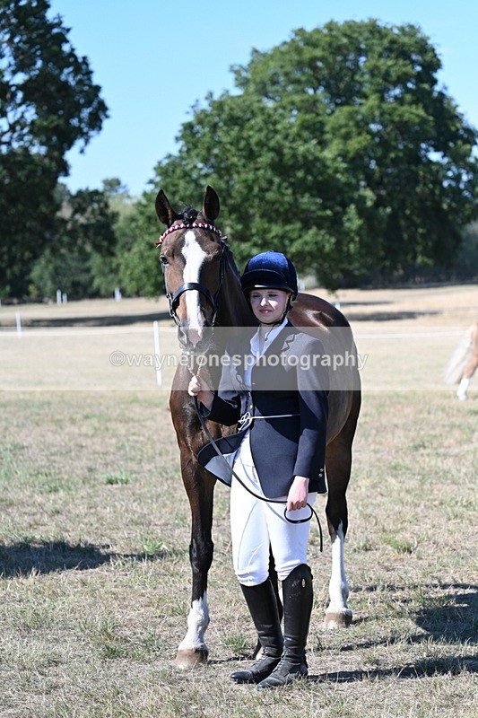 WJ7_1573 - Class 42 Most Handsome Gelding