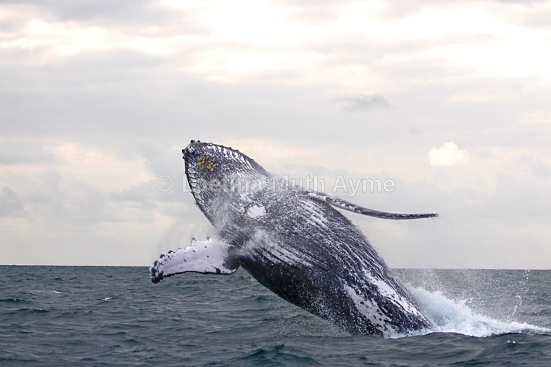 IMG_9240 Gabon - Marine wildlife