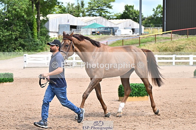 240718A-105304-01518 - Trot Up 12pm to 1pm