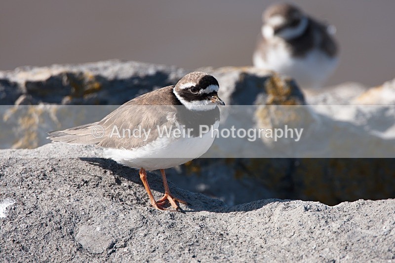 20090920-2009 09 20 Wirral 023 - Ringed Plover