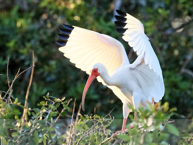 White Ibis wings raised, Venice Rookery, Florida - White Ibis