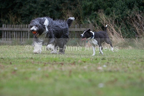  - Tendring Agility Group- St Osyth Summer Fete