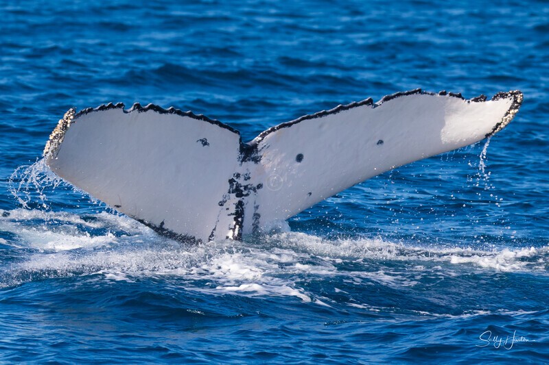Beautiful Fluke 4. 0A3A8267 08-09-25 - 2025 Whales