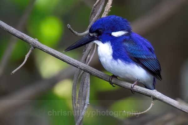  - Australian Birds