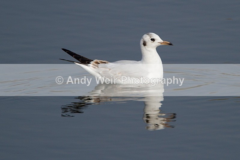 20120324-_MG_9604 - Black-headed Gull