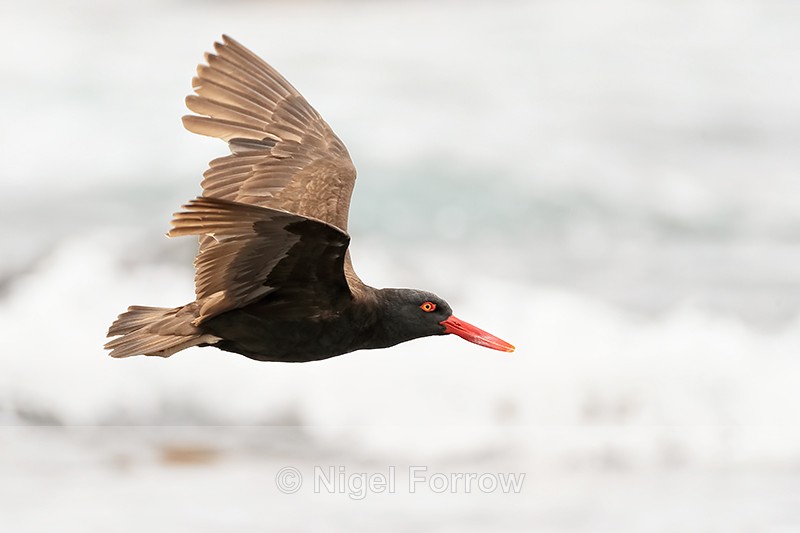 Blackish Oystercatcher (adult) flying, Chile - Blackish Oystercatcher