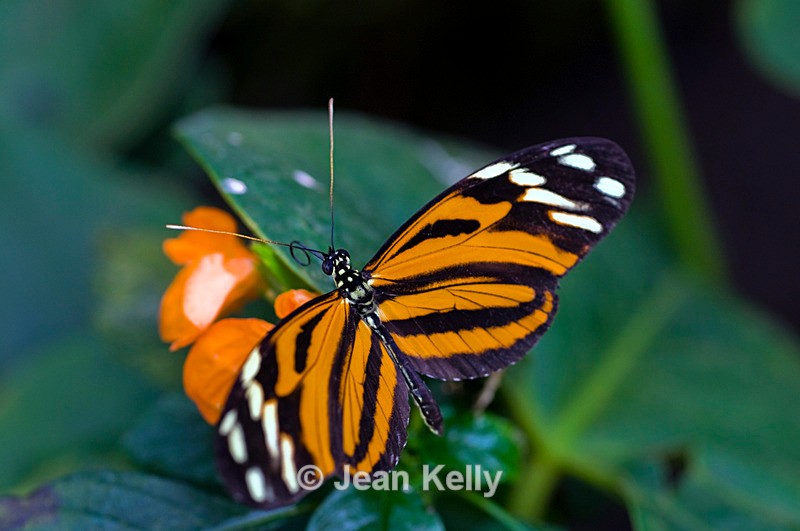 Harmonia Tigerwing butterfly - 4136 - Insects