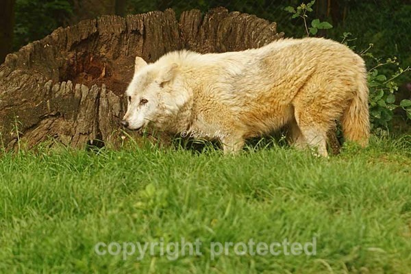 Wolf - Takala roaming (Colchester Zoo) - Smaller Cats & Other Wildlife - Wolves