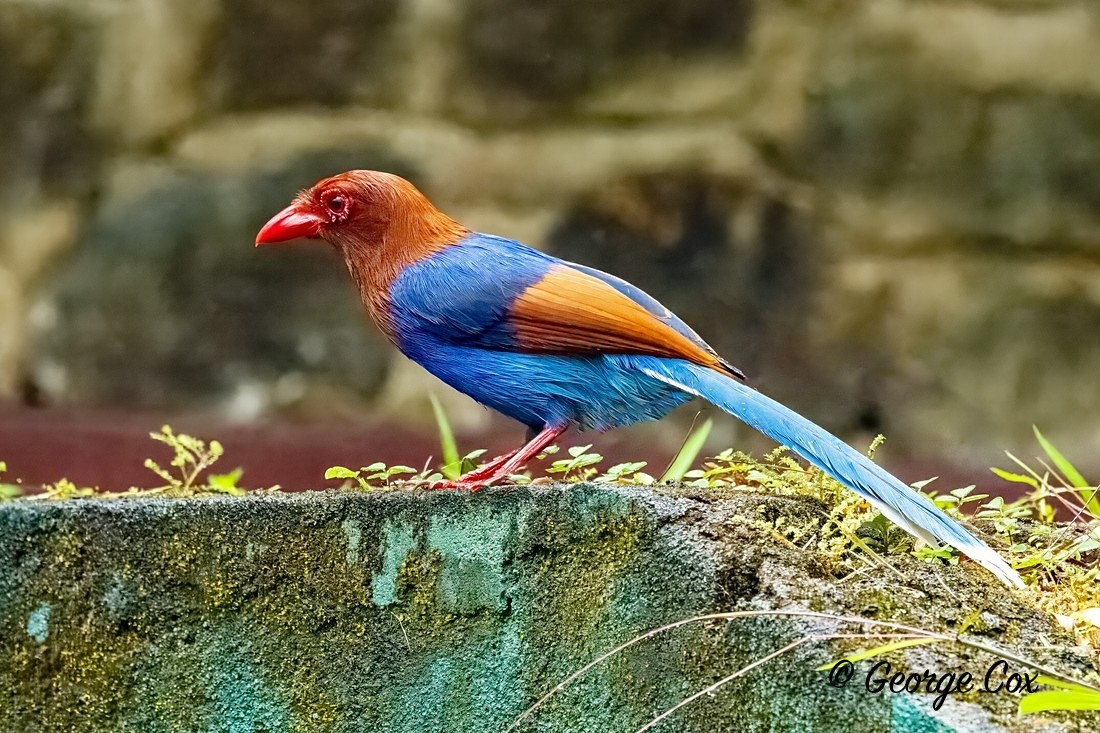 Blue Magpie - Sri Lanka
