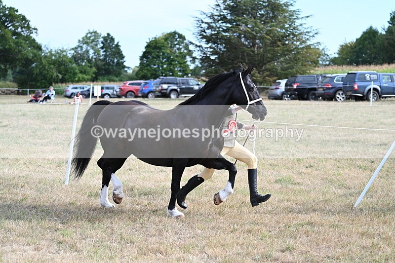 WJ7_8216 - In-hand Championship