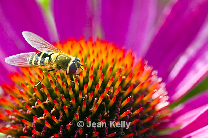 Hoverfly - 6019 - Insects