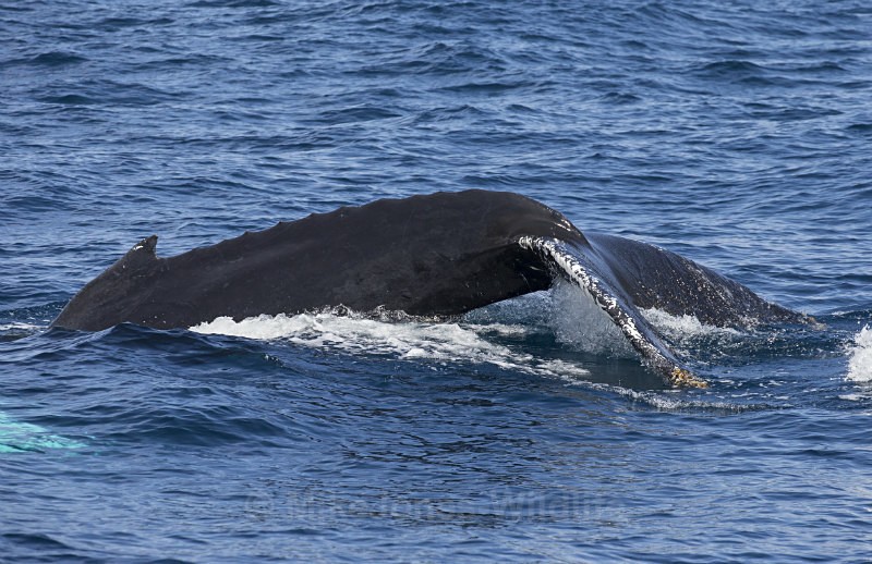 Humpback Whale Fluke, Pico Island, Azores - WHALES & DOLPHINS ( PICO, AZORES MAY 2013 & 2014 )