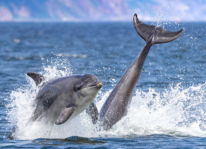Chanory point, Bottle nose dolphins - Dolphins, Whales & Orcas. Scotland, Iceland, Azores & Madeira
