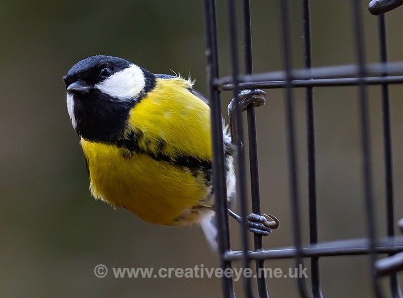 No.0095 Great tit - Animal world