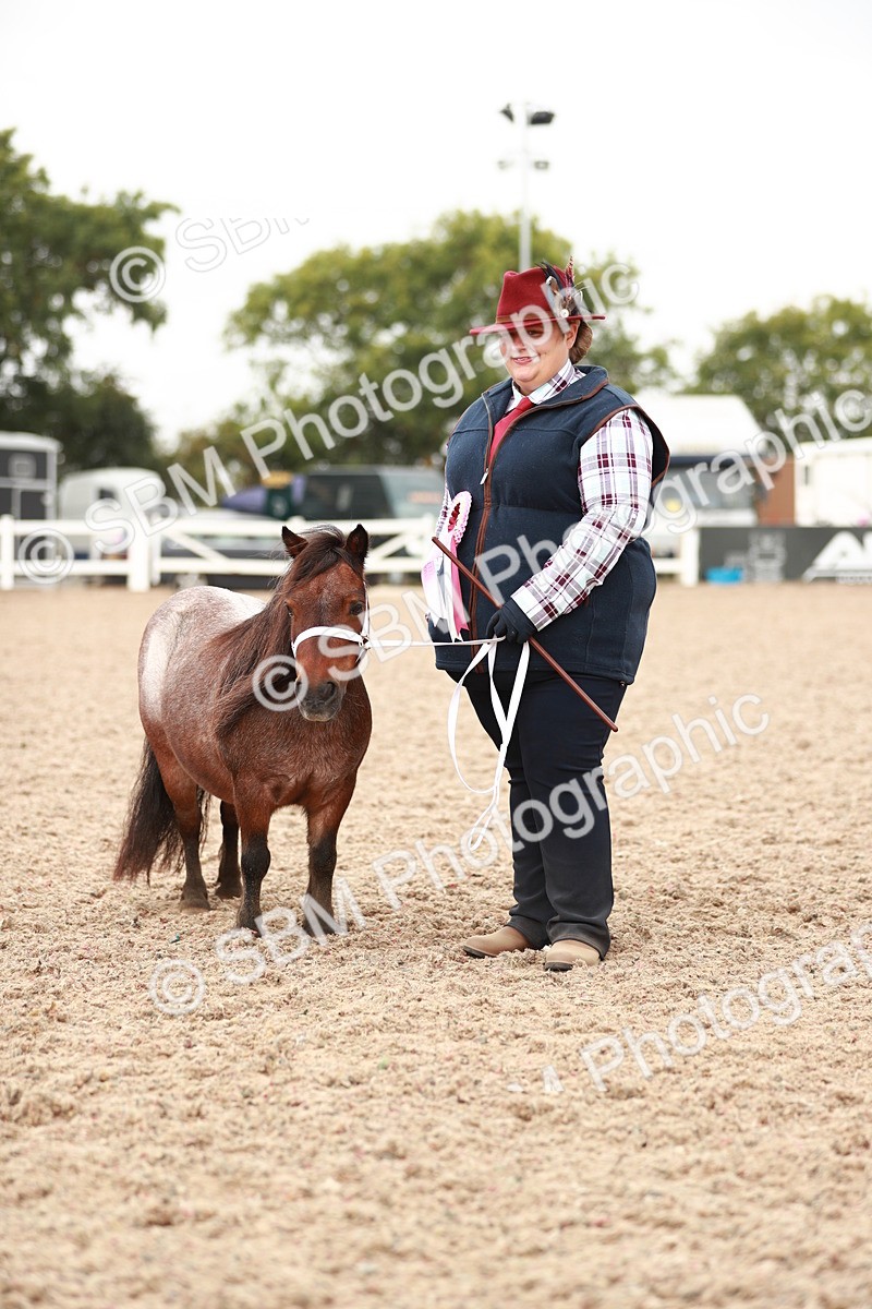 SBM_11932 - Class 206 IH Non Show Type Pony