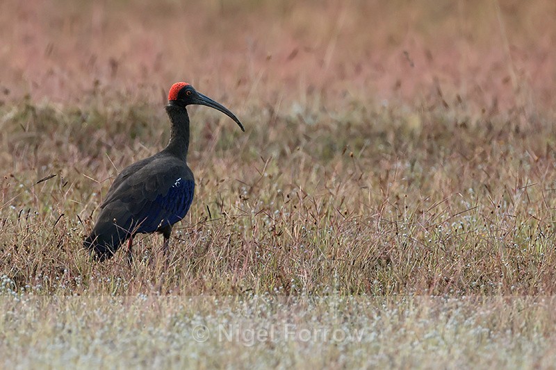 Red-naped Ibis standing still, Bandhavgarh, India - Red-naped Ibis