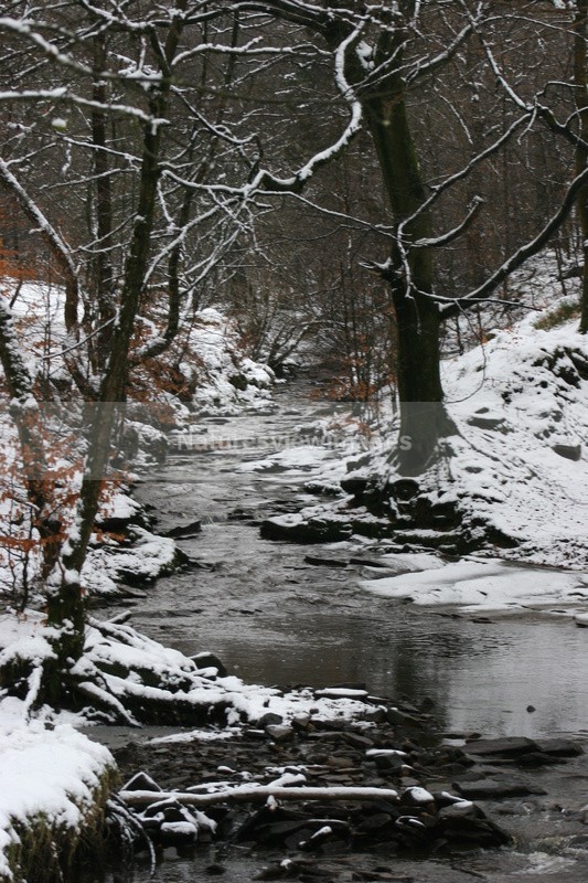 River Trees - Landscape