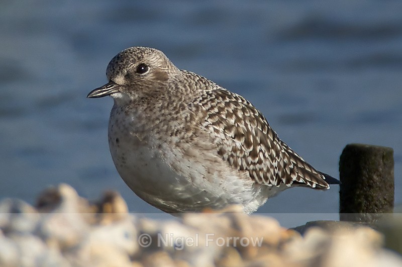 Grey Plover (winter plumage) on Brownsea Island - Grey Plover