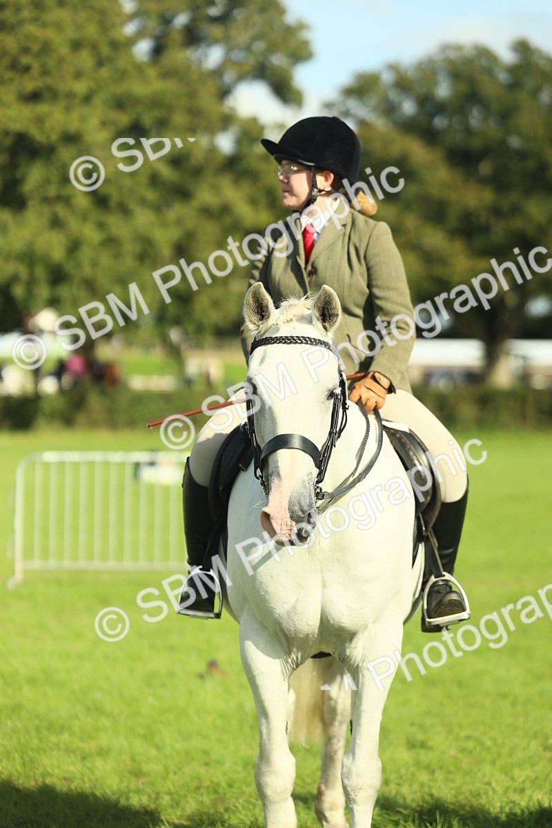 SBM_49850 - S32 - Novice & Newcomers Working Hunter