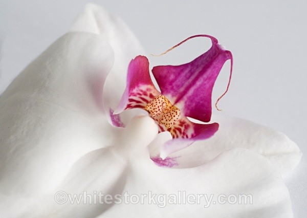 White Orchid - Up Close !