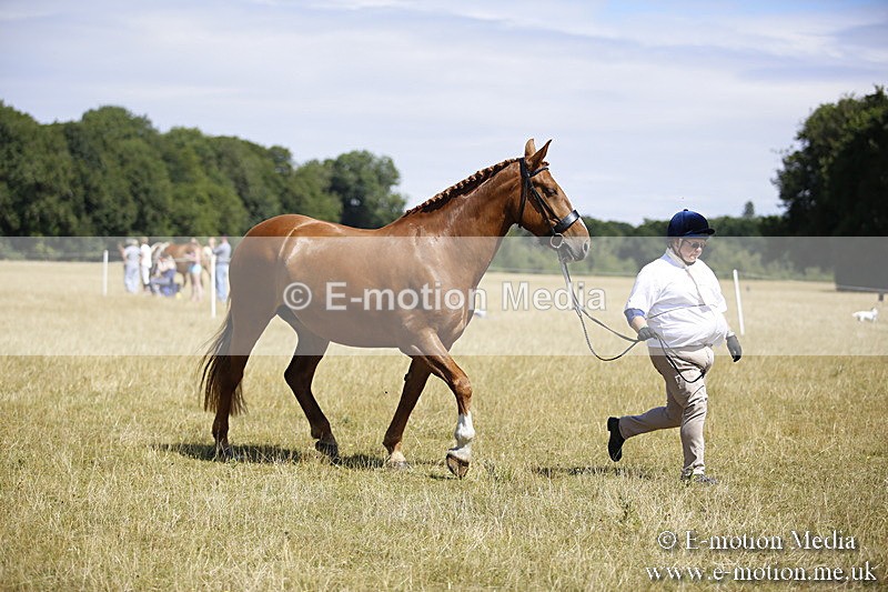 _C7A9745 - BVRC Sow 2018 Ring 2