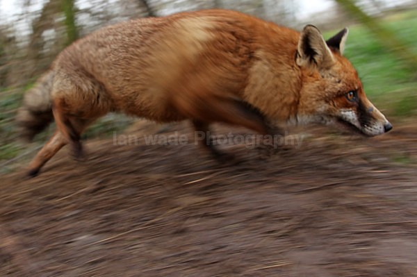  - Wildlife, Mammal Photography, Great Britain