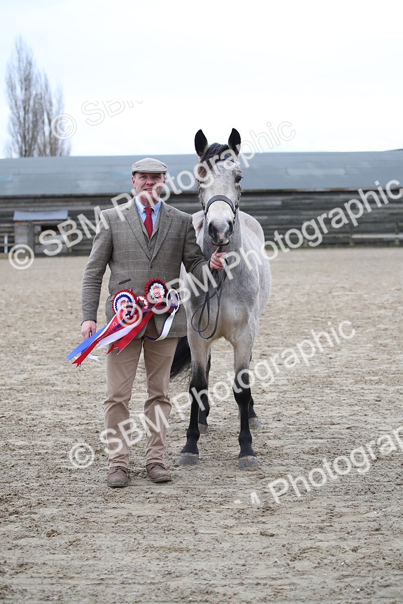 SBM_004118 - Class 1-4 - Young Stock classes Inc. In Hand Championship